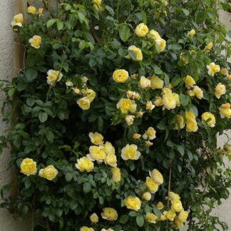 Rose 'Soleil Vertical' - Climbing Rose