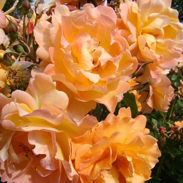 Rose 'Autumn Sunset' - Climbing Rose