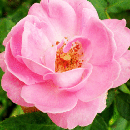 Rose 'Friend For Life' - Floribunda Rose