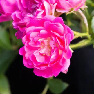 Rose 'Lovely Fairy' - Patio Rose