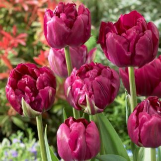 Tulip Royal Acres - Pack of 6