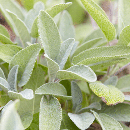 Salvia Officinalis 'Berggarten'