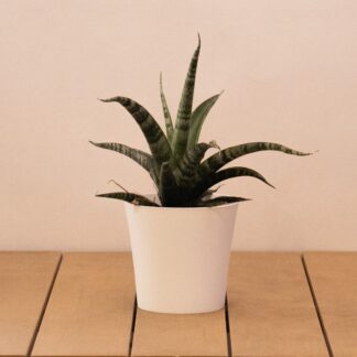 Sansevieria Trifsciata