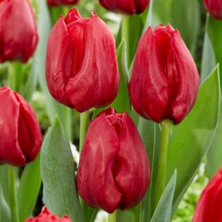 Tulip Seadov - Pack of 12