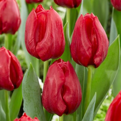 Tulip Seadov - Pack of 12