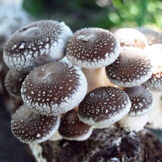 Shii-Take Mushroom Grow Kit - Produce Your Own Tasty Fungi At Home