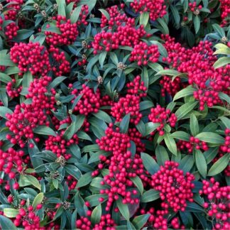 Skimmia Japonica Temptation