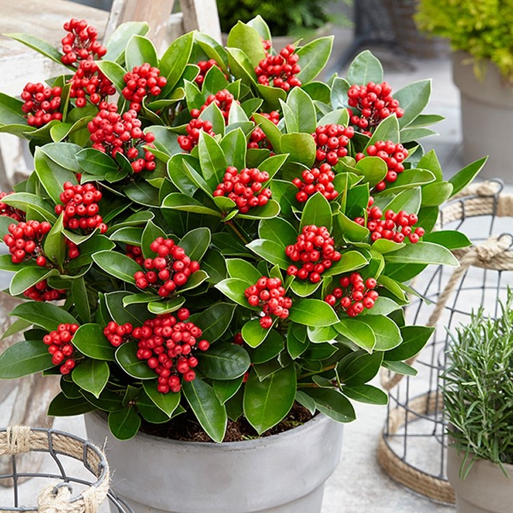 Skimmia Japonica Obsession