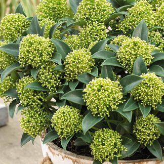 Skimmia Japonica 'Globe White Dwarf' - Large Specimen Plant