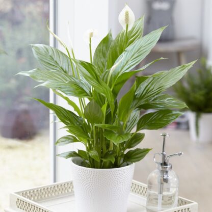 Large Spathiphyllum 'Alana' - Peace Lily in White Display Pot - 75cm Tall