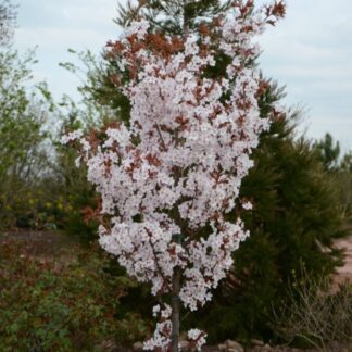 Prunus Spire - Cherry Blossom Tree