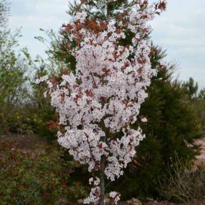 Prunus Spire - Cherry Blossom Tree