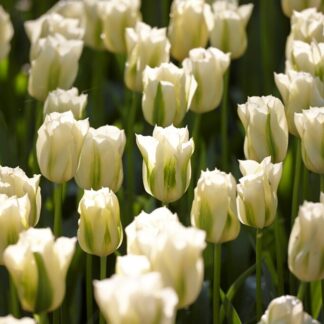 Tulip Spring Green - Pack of 6