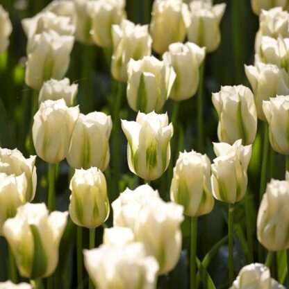Tulip Spring Green - Pack of 6