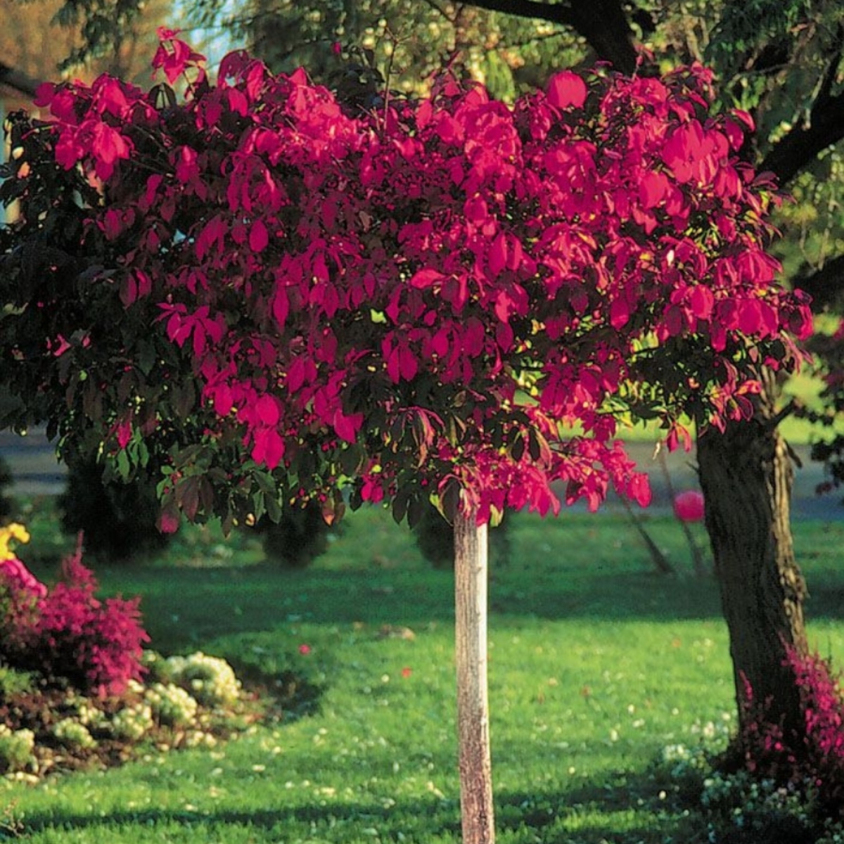 Euonymous Alatus Tree - Burning Bush Spindle Tree Euonymus - Extra Large 140-180cm Tree
