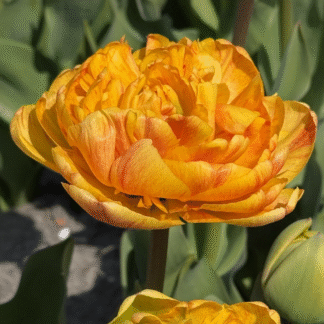 Tulip Mr. Z - Pack of 6