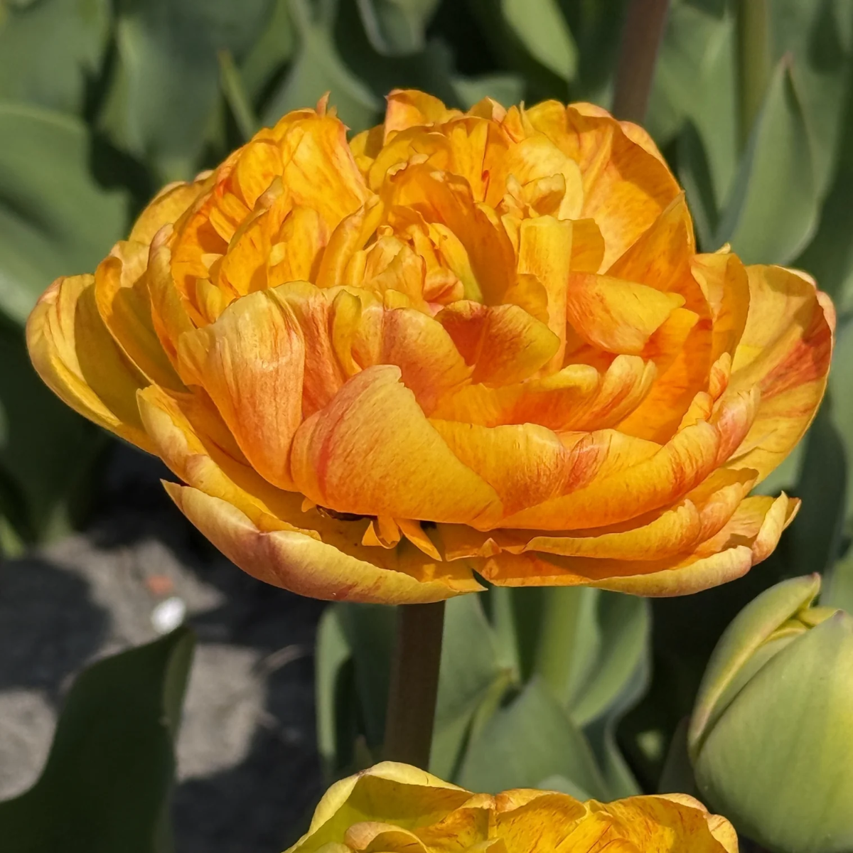 Tulip Mr. Z - Pack of 6