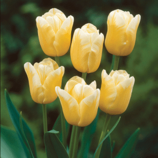 Tulip Sweet Harmony - Pack of 20 Bulbs