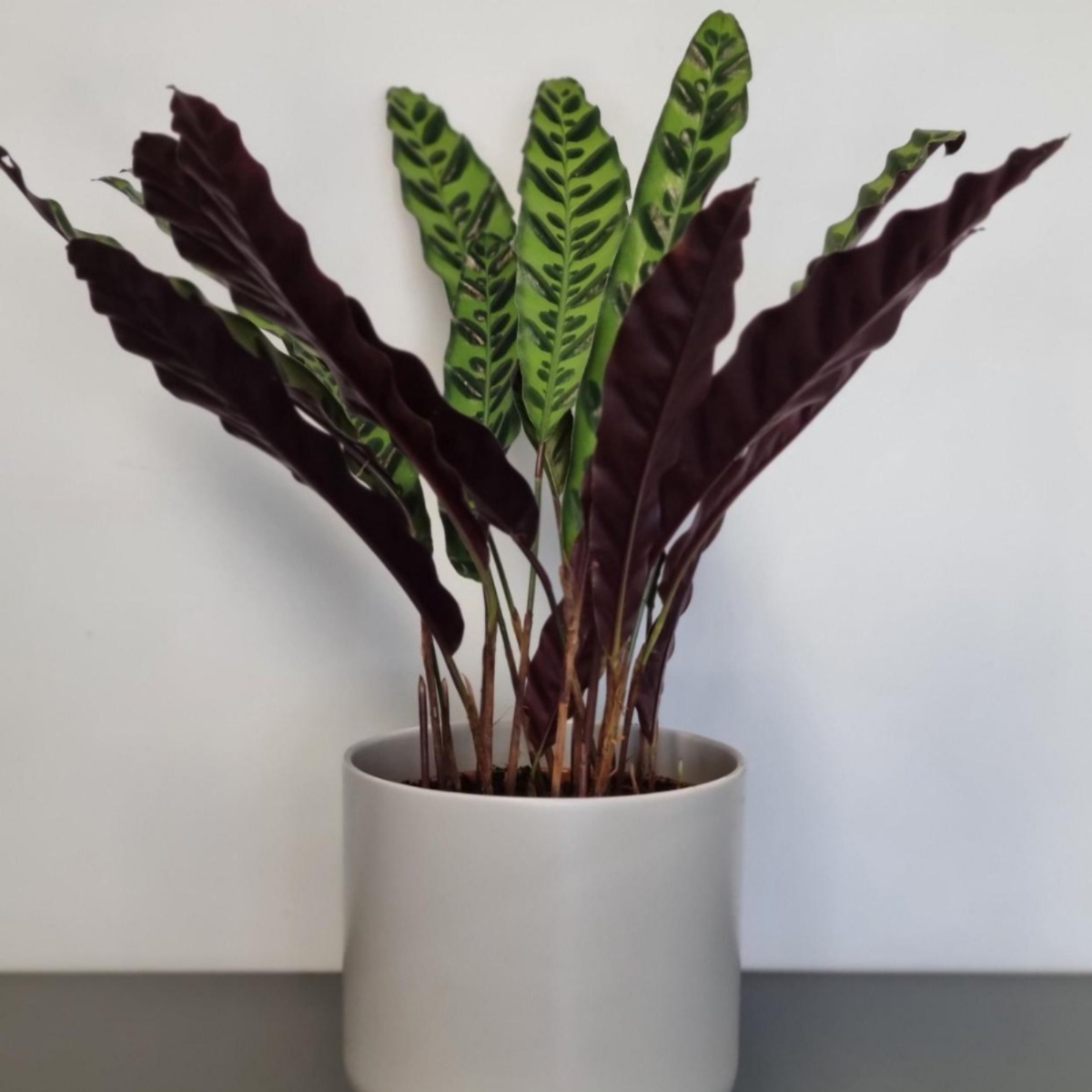 Calathea Lancifolia - Rattlesnake Plant - 30cm