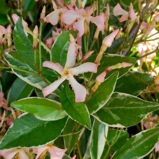 Fragrant Trachelospermum Star of Milano - Blush Pink Blooms Over Silvery Foliage