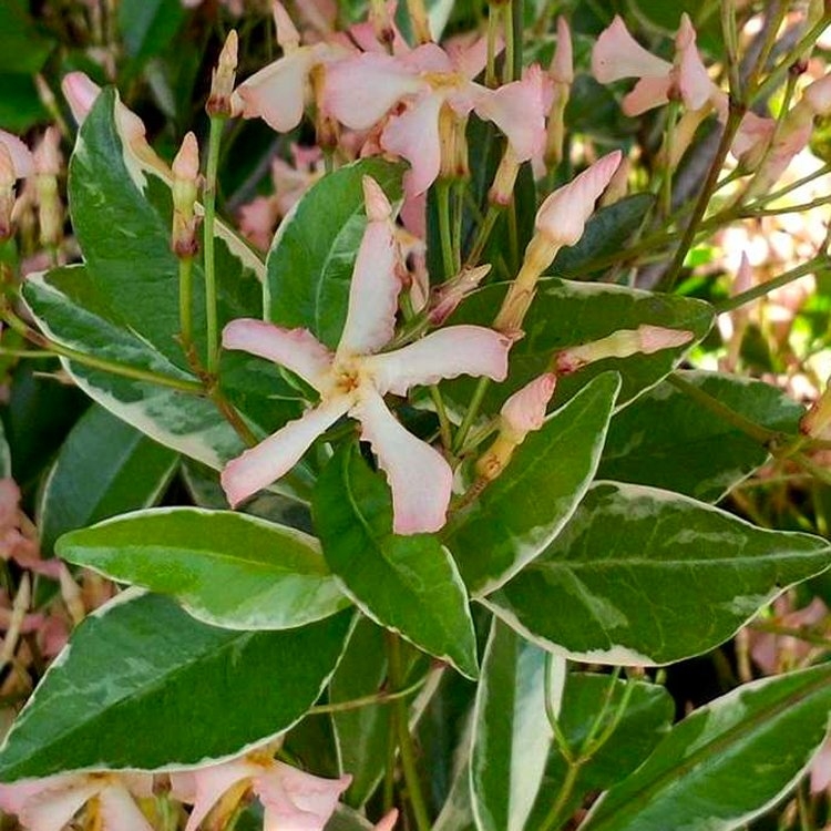 Fragrant Trachelospermum Star of Milano - Blush Pink Blooms Over Silvery Foliage