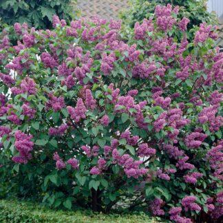 Syringa Vulgaris 'Belle De Nancy' - Lilac Tree