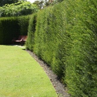 Taxus Baccata - Pot Grown English Yew Hedging - Circa 90-120cm Tall Bushy Plants