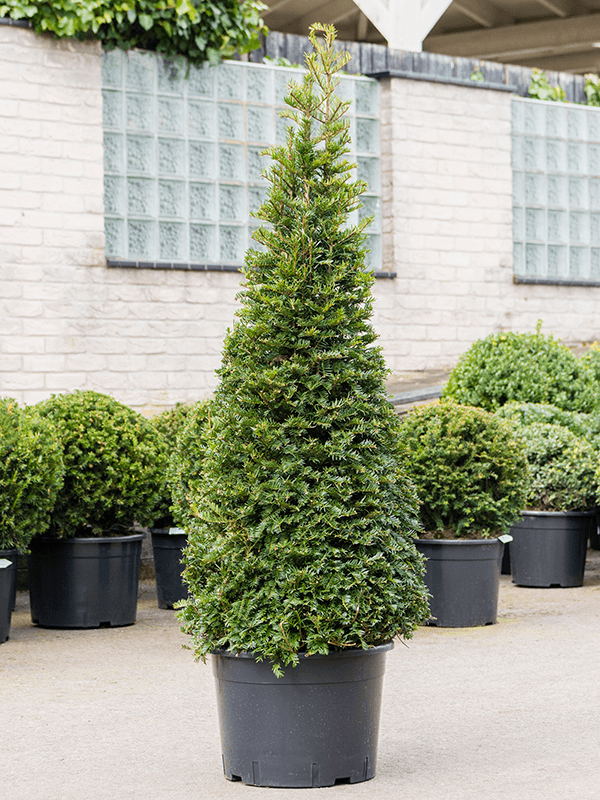 English Yew Topiary Pyramid - Taxus Baccata - 80-100cm