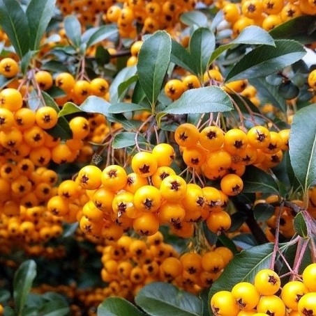 Pyracantha Teton - Firethorn