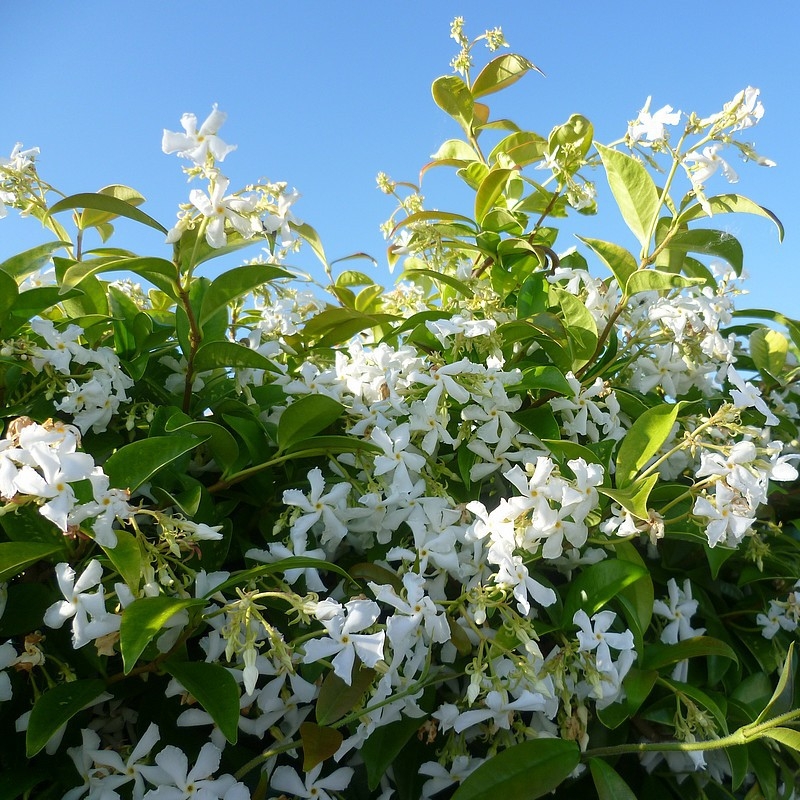 Fragrant Evergreen Star Jasmine- Trachelospermum Jasminoides - 140-160cm Specimen Plant