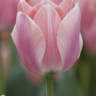 Tulip 'Apricona'' - Pack of 12 Bulbs