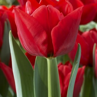 Tulip 'Ben Van Zanten'' - Pack of 12 Bulbs