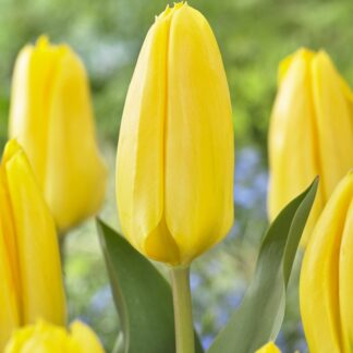 Tulip 'Candela' - Pack of 6 Bulbs