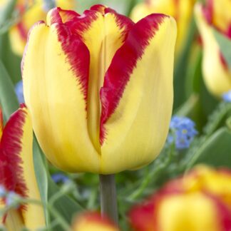 Tulip 'Cape Town' - Pack of 12 Bulbs