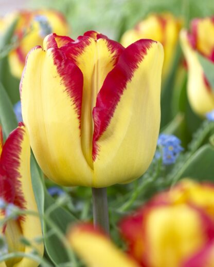 Tulip 'Cape Town' - Pack of 12 Bulbs