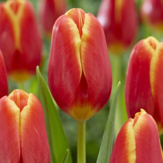 Tulip 'Choice' - Pack of 12 Bulbs