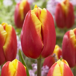 Tulip 'Dow Jones' - Pack of 12 Bulbs