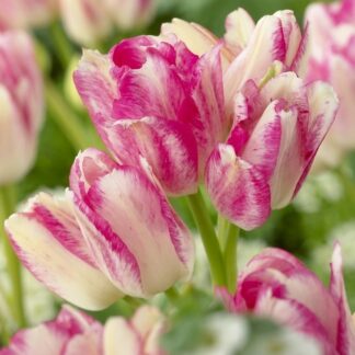 Tulip Dream Club - Pack of 8