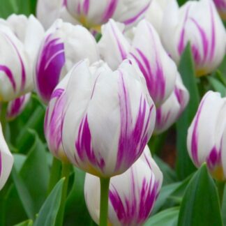 Tulip Flaming Flag - Pack of 6 Bulbs