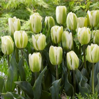 Tulip Green Spirit - Pack of 25
