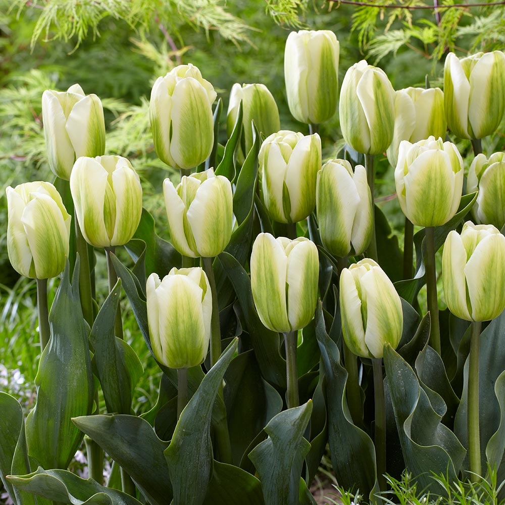 Tulip Green Spirit - Pack of 25