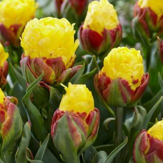 Double-Flowered Yellow Tulips - Ice Cream Banana - Pack of 6 Bulbs