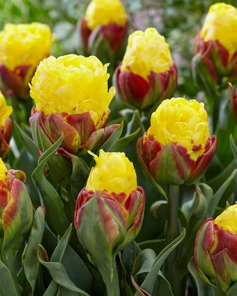 Double-Flowered Yellow Tulips - Ice Cream Banana - Pack of 6 Bulbs