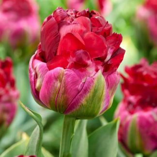 Tulipa Cranberry Ice Cream - Double-Flowered Tulip - Pack of 6