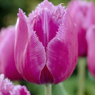 Tulip 'Louvre' - Pack of 6 Bulbs