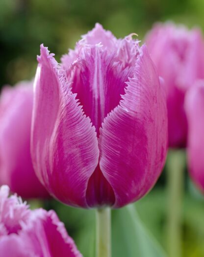 Tulip 'Louvre' - Pack of 6 Bulbs