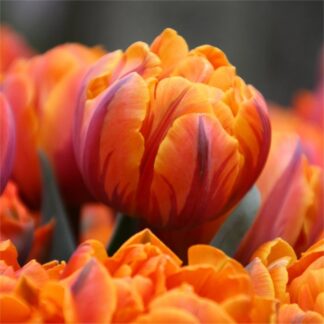 Tulipa Orange Princess - Orange Flushed Purple Tulips - Pack of 6 Bulbs