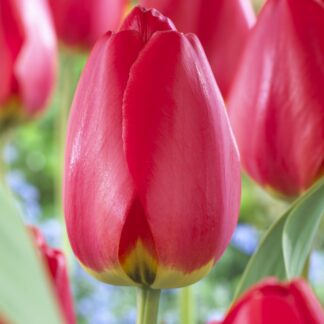 Tulip 'Parade' - Pack of 6 Bulbs