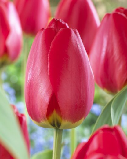 Tulip 'Parade' - Pack of 6 Bulbs