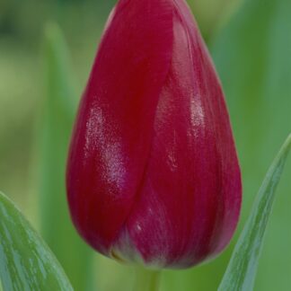 Tulip 'Primavista' - Pack of 12 Bulbs
